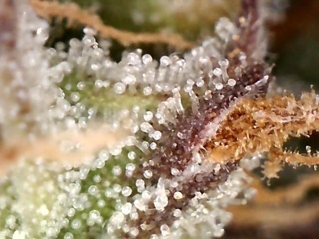 AK-47 Autoflower. Week 11