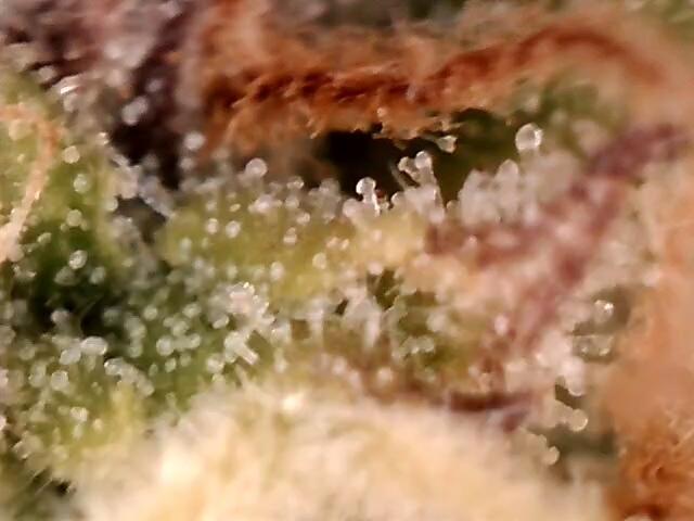 AK-47 Autoflower. Week 11