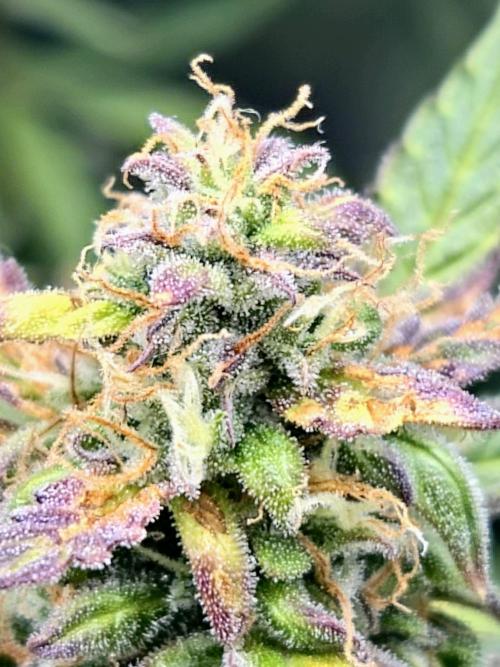 AK-47 Autoflower. Week 12