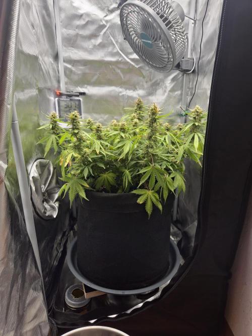 AK-47 Autoflower. Week 12