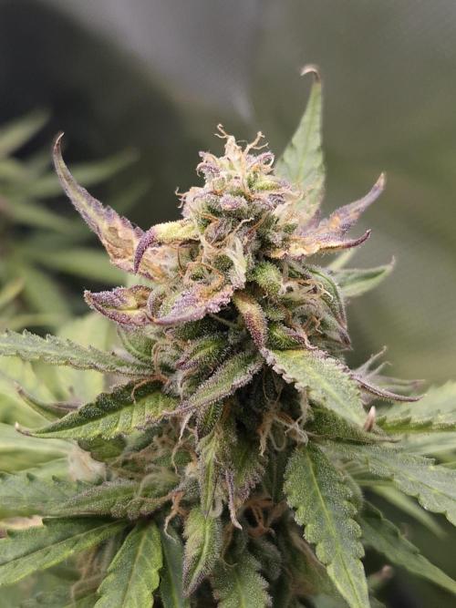 AK-47 Autoflower. Week 12