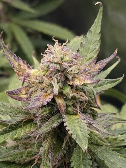 AK-47 Autoflower. Week 12
