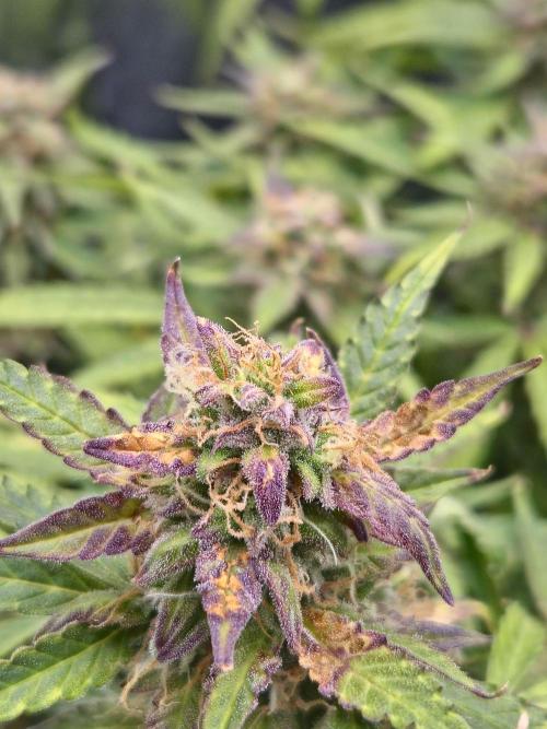 AK-47 Autoflower. Week 12