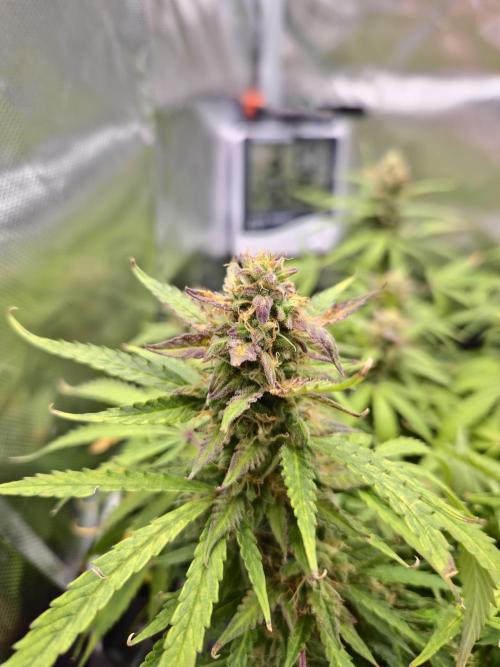 AK-47 Autoflower. Week 12