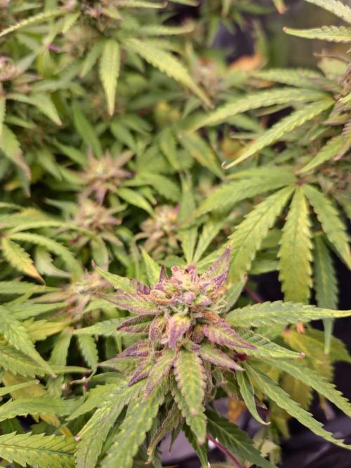 AK-47 Autoflower. Week 12