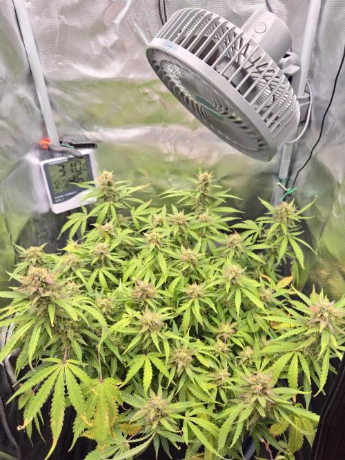 AK-47 Autoflower. Week 12
