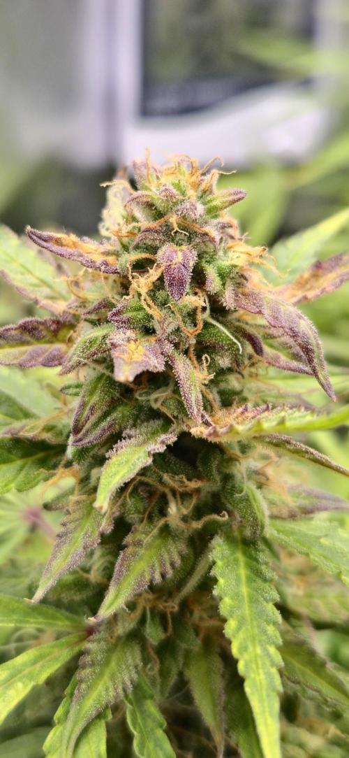 AK-47 Autoflower. Week 12
