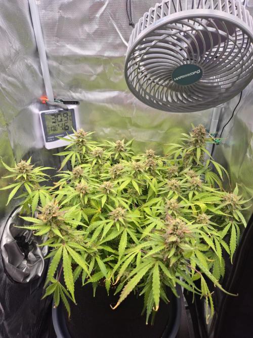 AK-47 Autoflower. Week 12