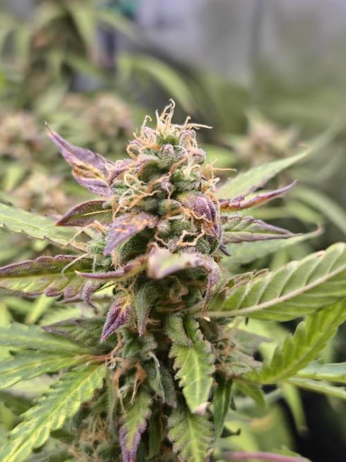 AK-47 Autoflower. Week 12