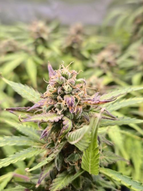 AK-47 Autoflower. Week 12