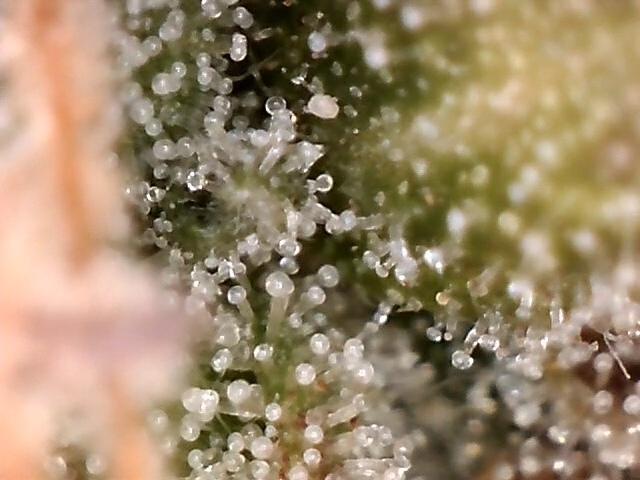 AK-47 Autoflower. Week 12