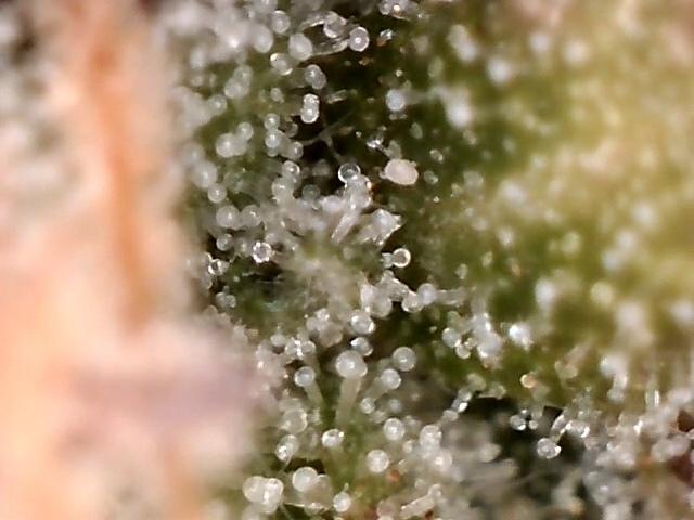 AK-47 Autoflower. Week 12