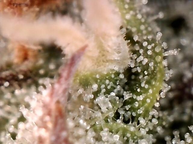 AK-47 Autoflower. Week 12