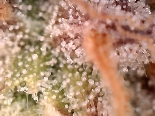 AK-47 Autoflower. Week 12