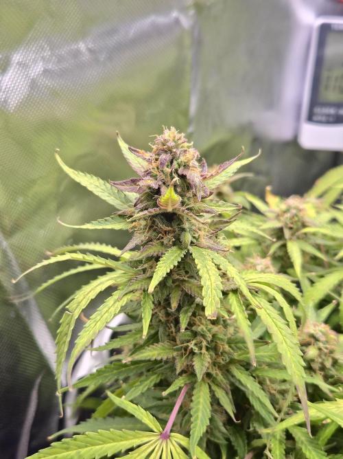 AK-47 Autoflower. Week 12