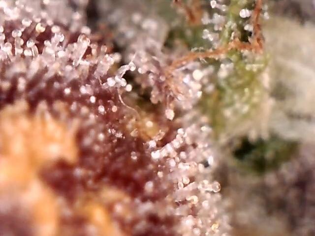 AK-47 Autoflower. Week 13