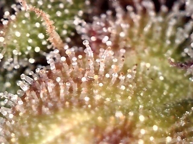 AK-47 Autoflower. Week 13