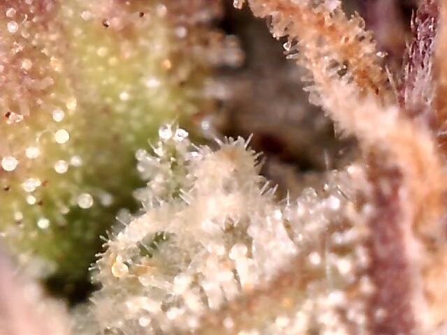 AK-47 Autoflower. Week 13