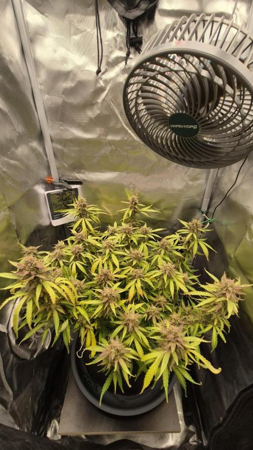 AK-47 Autoflower. Week 13