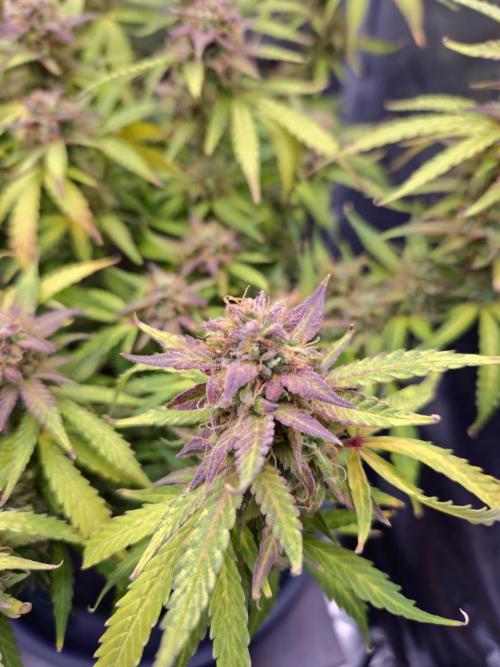 AK-47 Autoflower. Week 13