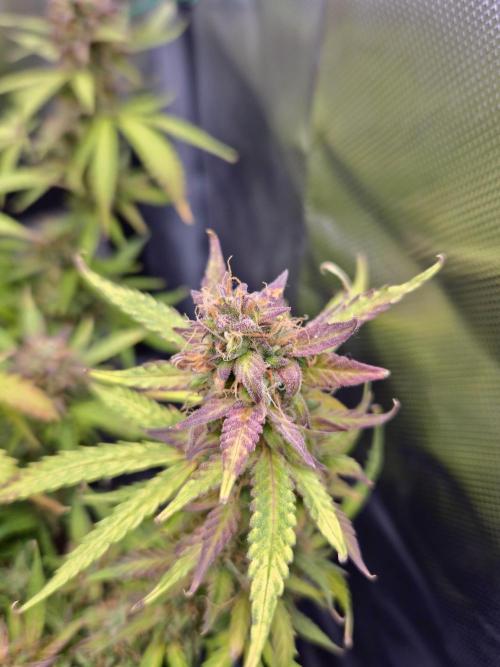 AK-47 Autoflower. Week 13