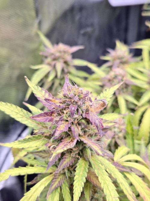 AK-47 Autoflower. Week 13