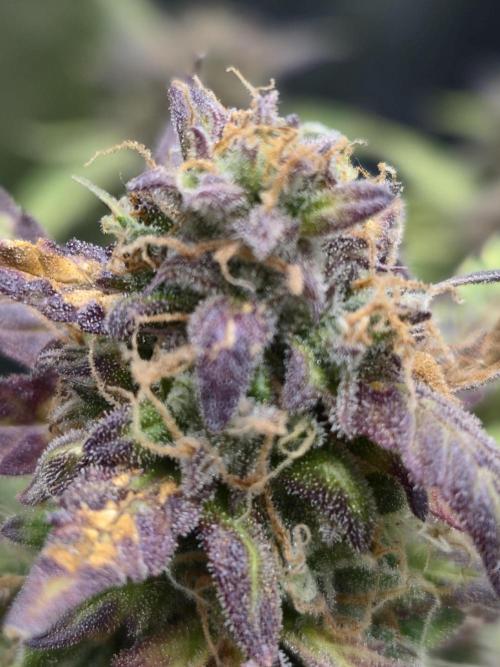 AK-47 Autoflower. Week 13