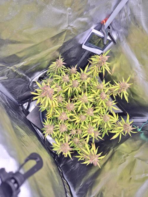 AK-47 Autoflower. Week 13