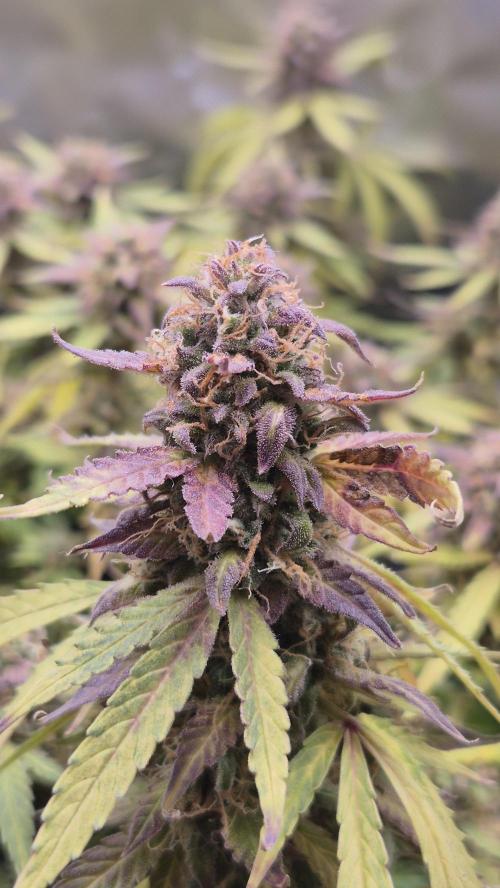 AK-47 Autoflower. Week 13