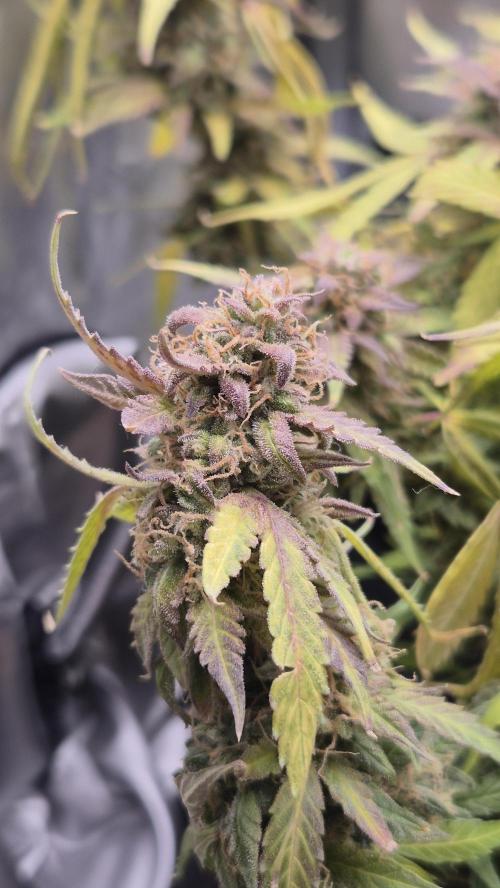 AK-47 Autoflower. Week 13