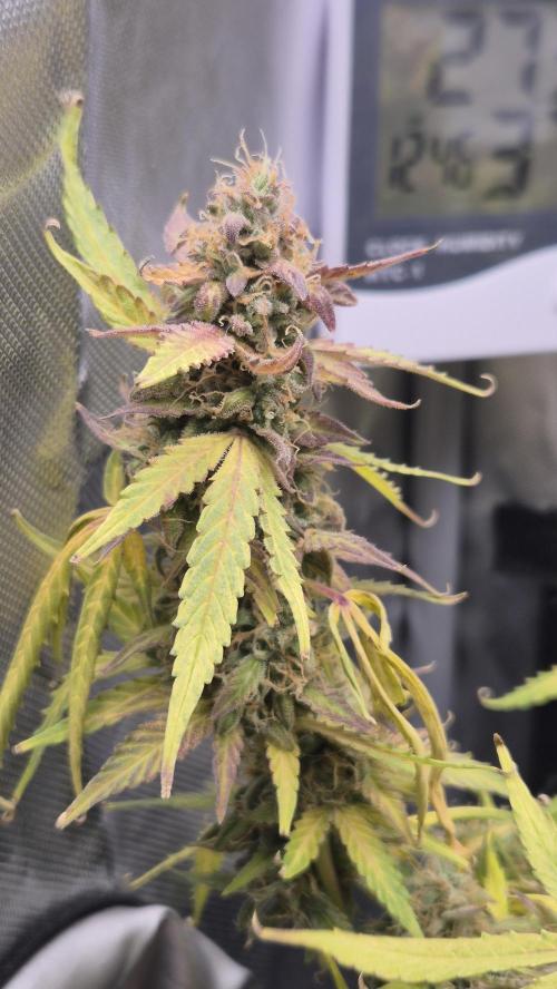 AK-47 Autoflower. Week 13