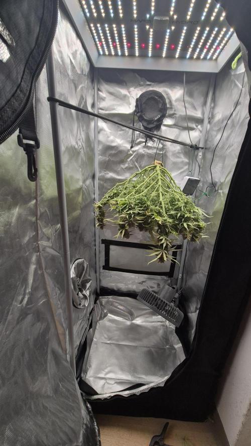 AK-47 Autoflower. Week 13