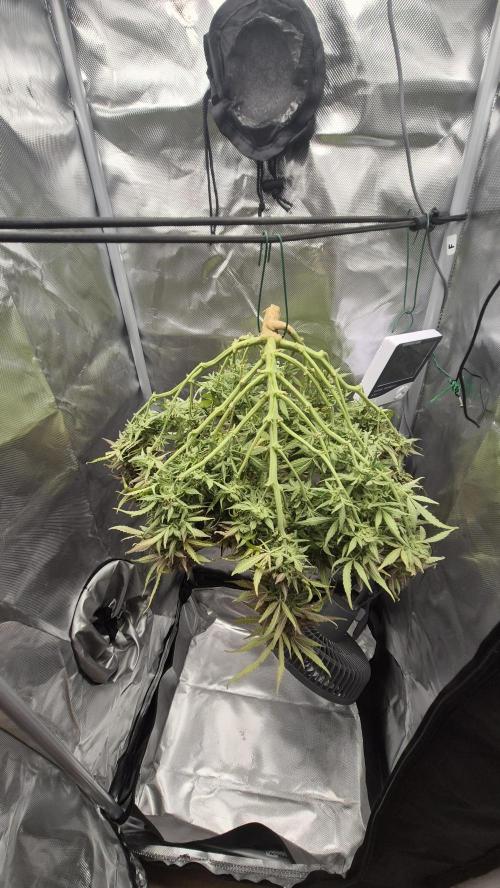 AK-47 Autoflower. Week 13