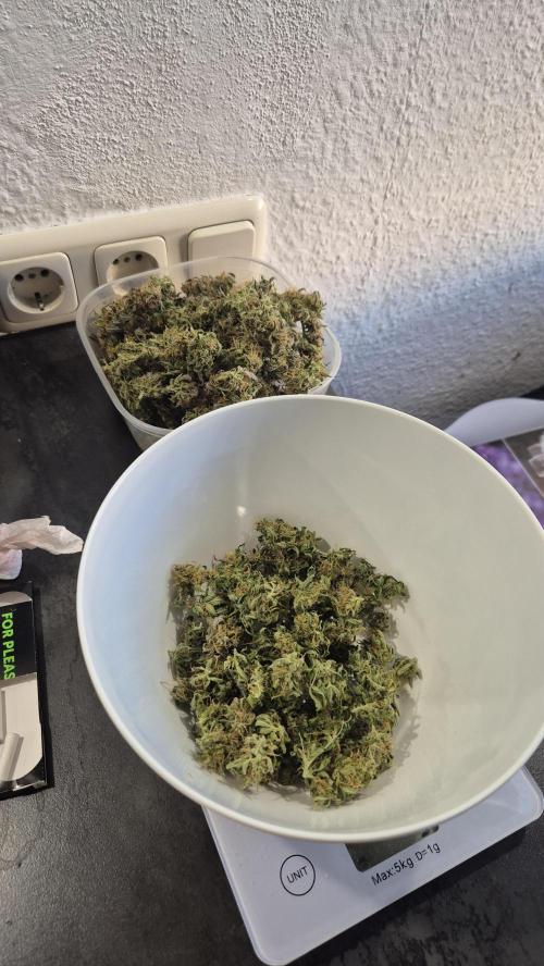 AK-47 Autoflower. Week 13 - Gornja posuda 30g gornji i teški cvjetovi.

Dole 10g prozračnih.