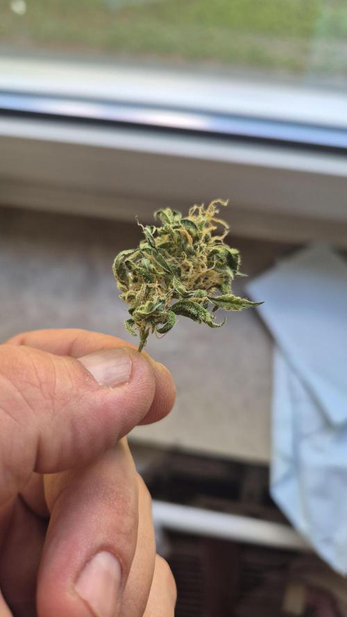 AK-47 Autoflower. Week 13