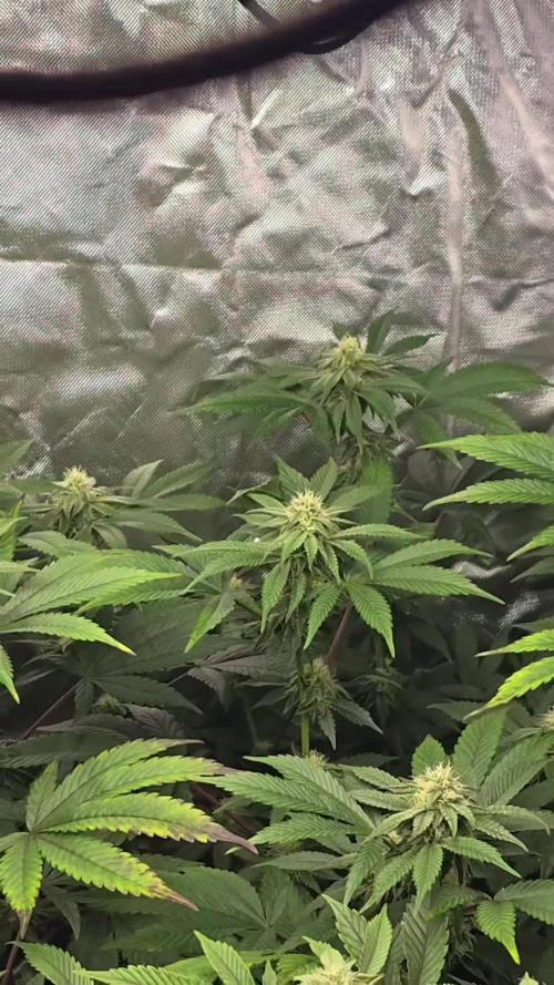 🍋Blue Sunset Sherbert clones