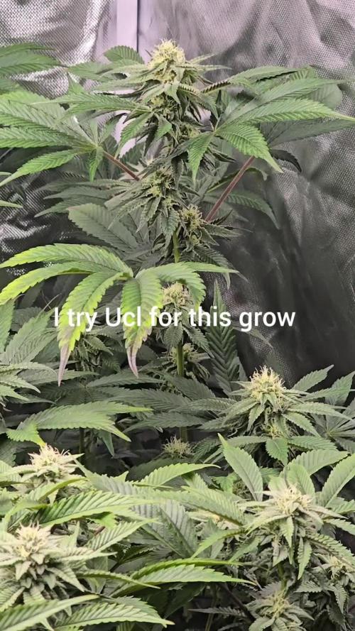 🍋Blue Sunset Sherbert clones