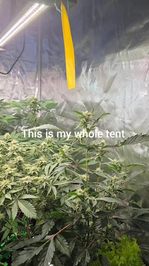 🍋Blue Sunset Sherbert clones