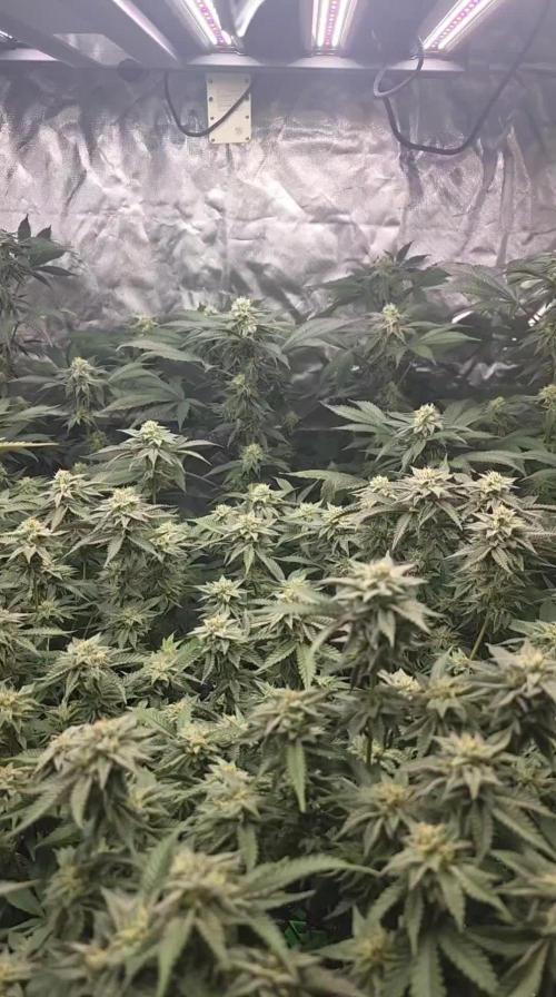 🍋Blue Sunset Sherbert clones