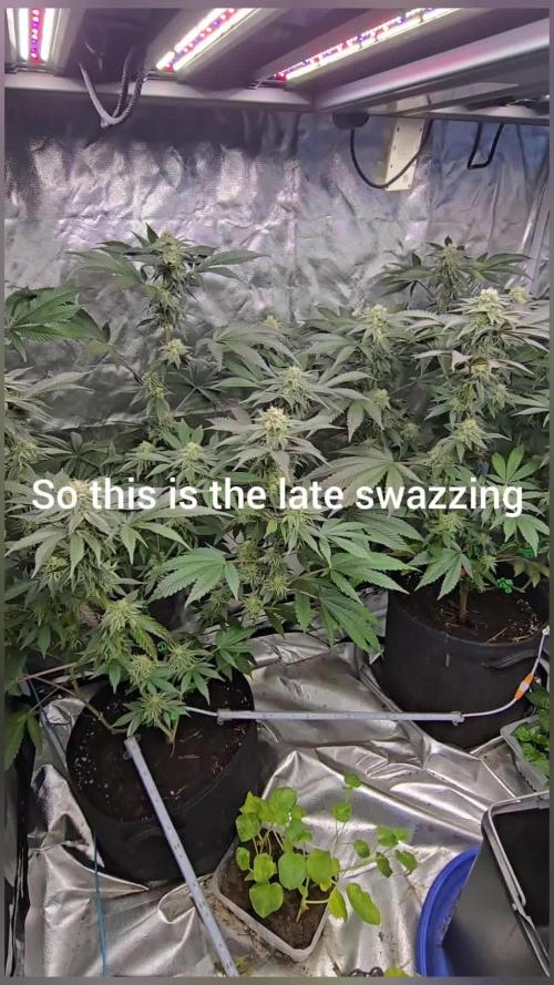 🍋Blue Sunset Sherbert clones