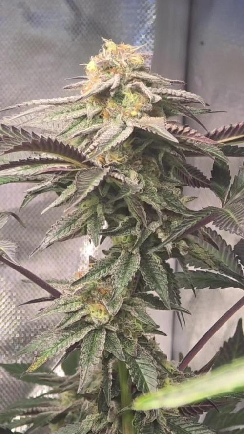 🍋Blue Sunset Sherbert clones