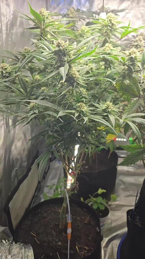❄️🍒Frozen black cherry on Soil