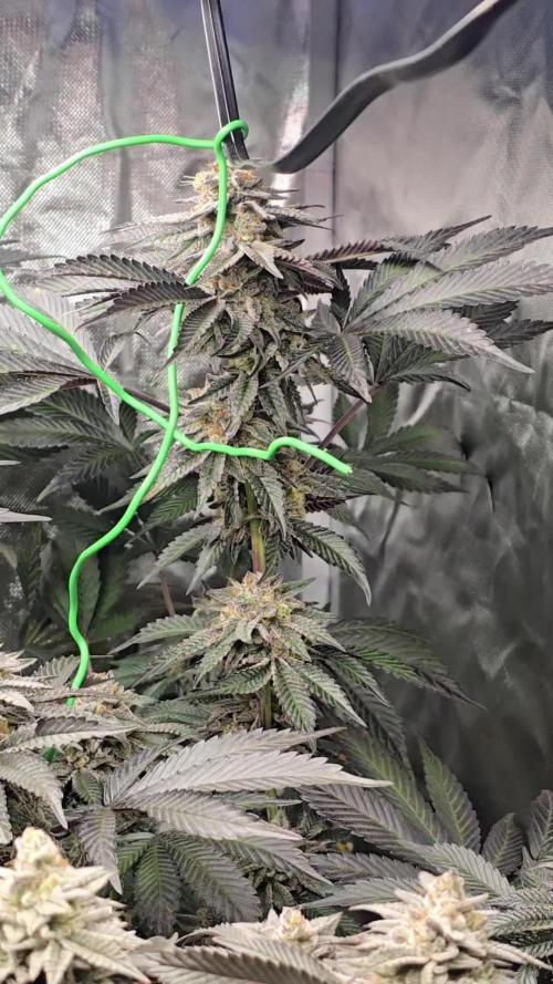 🍋Blue Sunset Sherbert clones