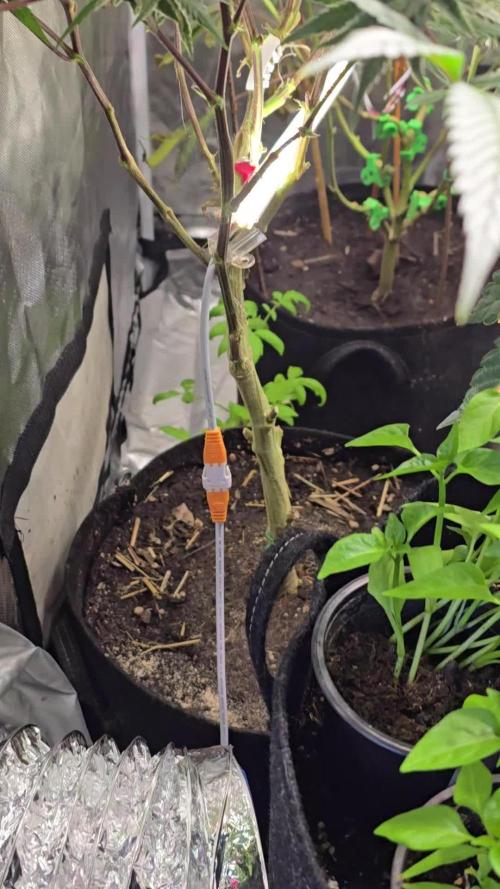 ❄️🍒Frozen black cherry on Soil