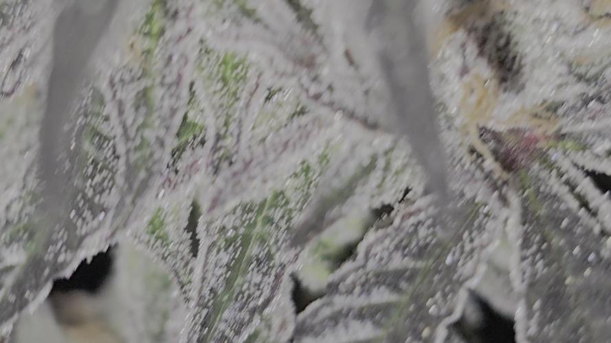 🍋Blue Sunset Sherbert clones