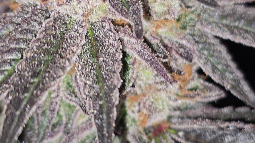 🍋Blue Sunset Sherbert clones