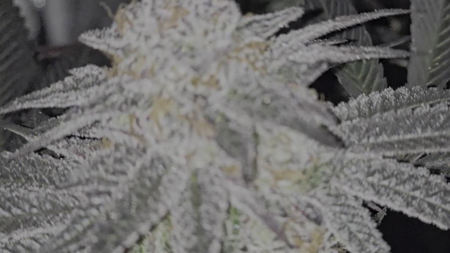 🍋Blue Sunset Sherbert clones