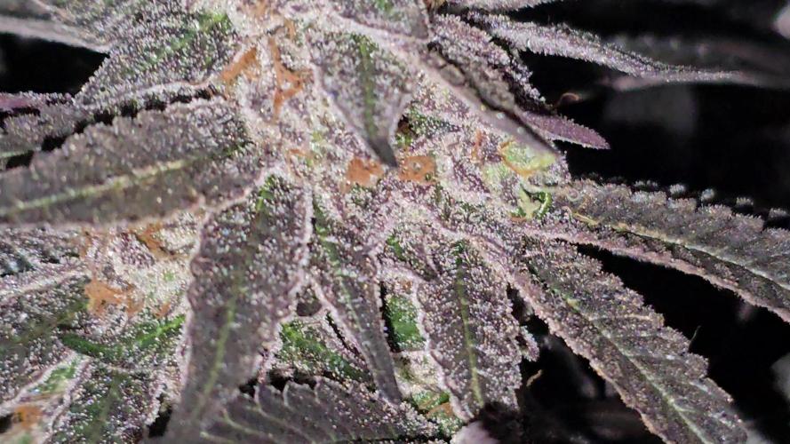 🍋Blue Sunset Sherbert clones