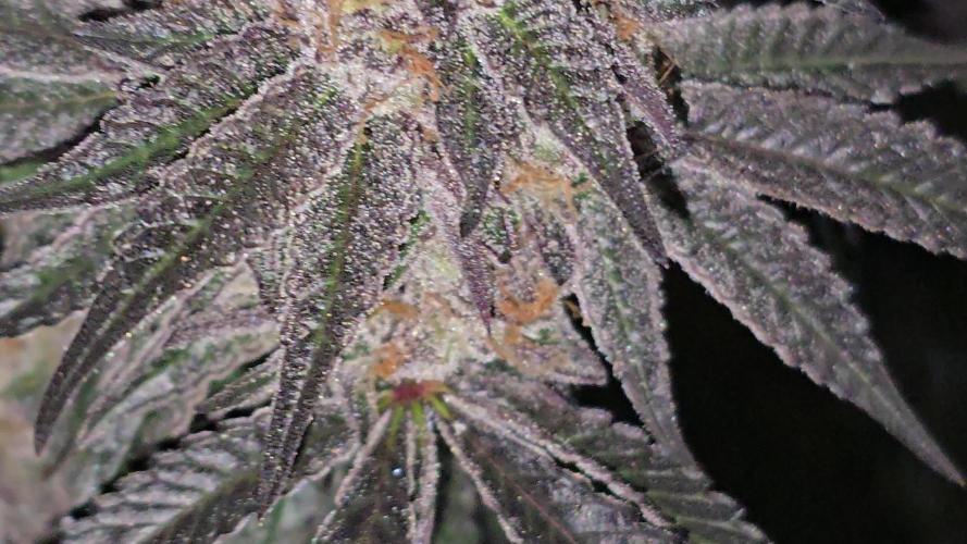 🍋Blue Sunset Sherbert clones