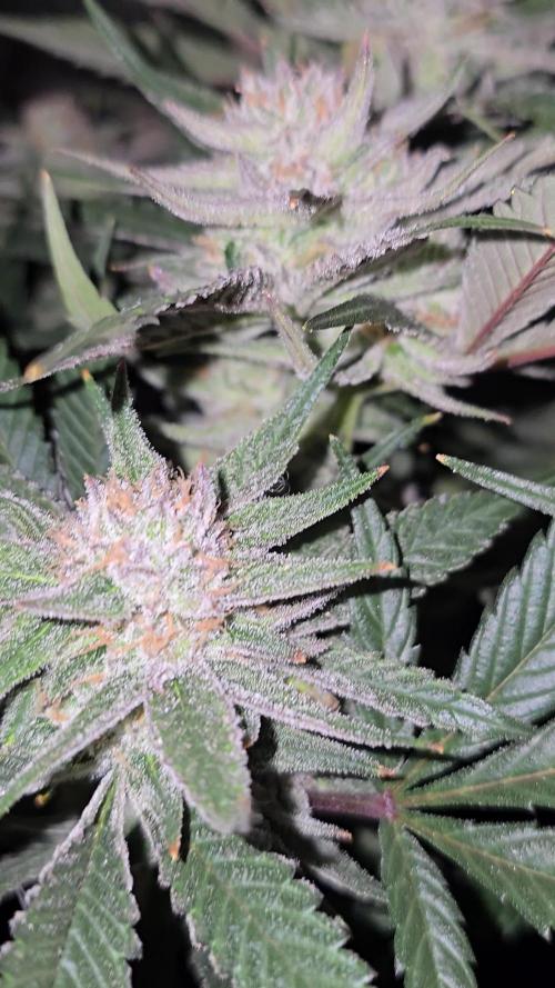 ❄️🍒Frozen black cherry on Soil